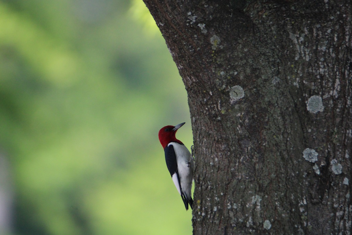 Red-headed Woodpecker - ML618504715