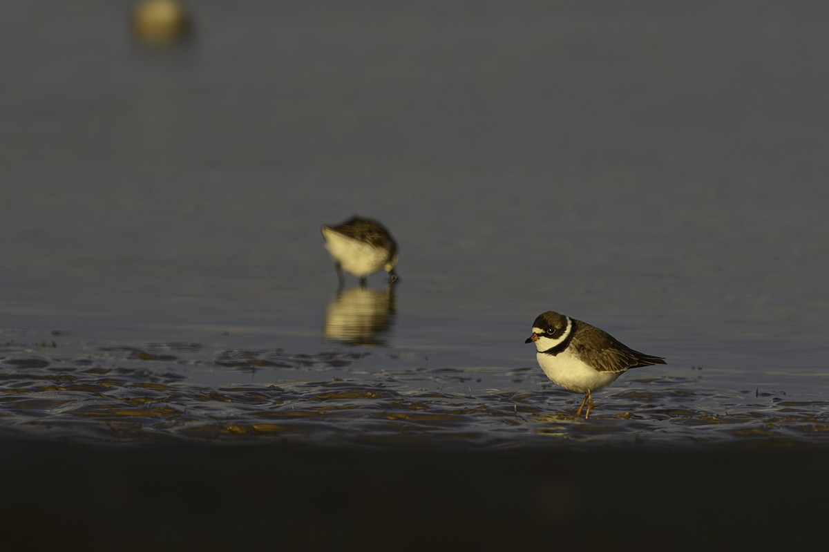 Semipalmated Plover - ML618504716