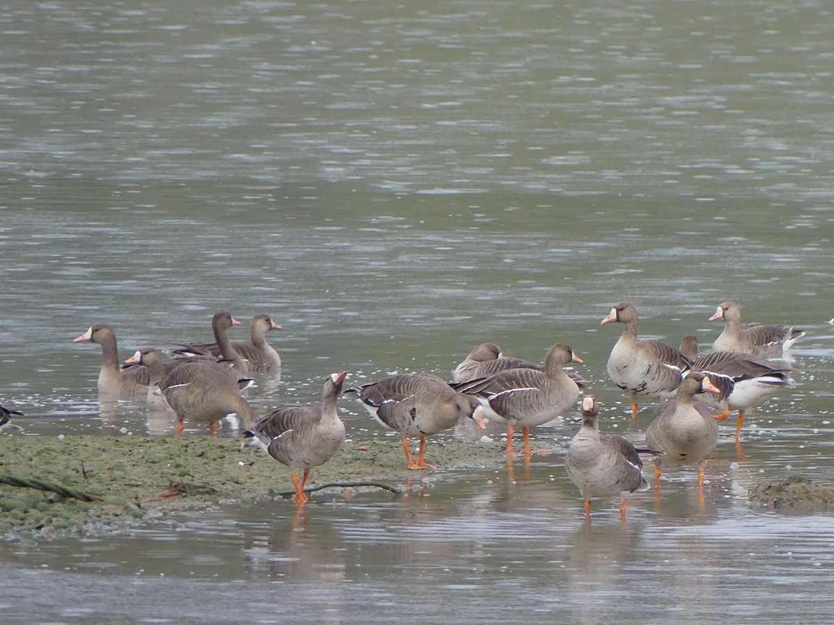 Greater White-fronted Goose - ML618504729