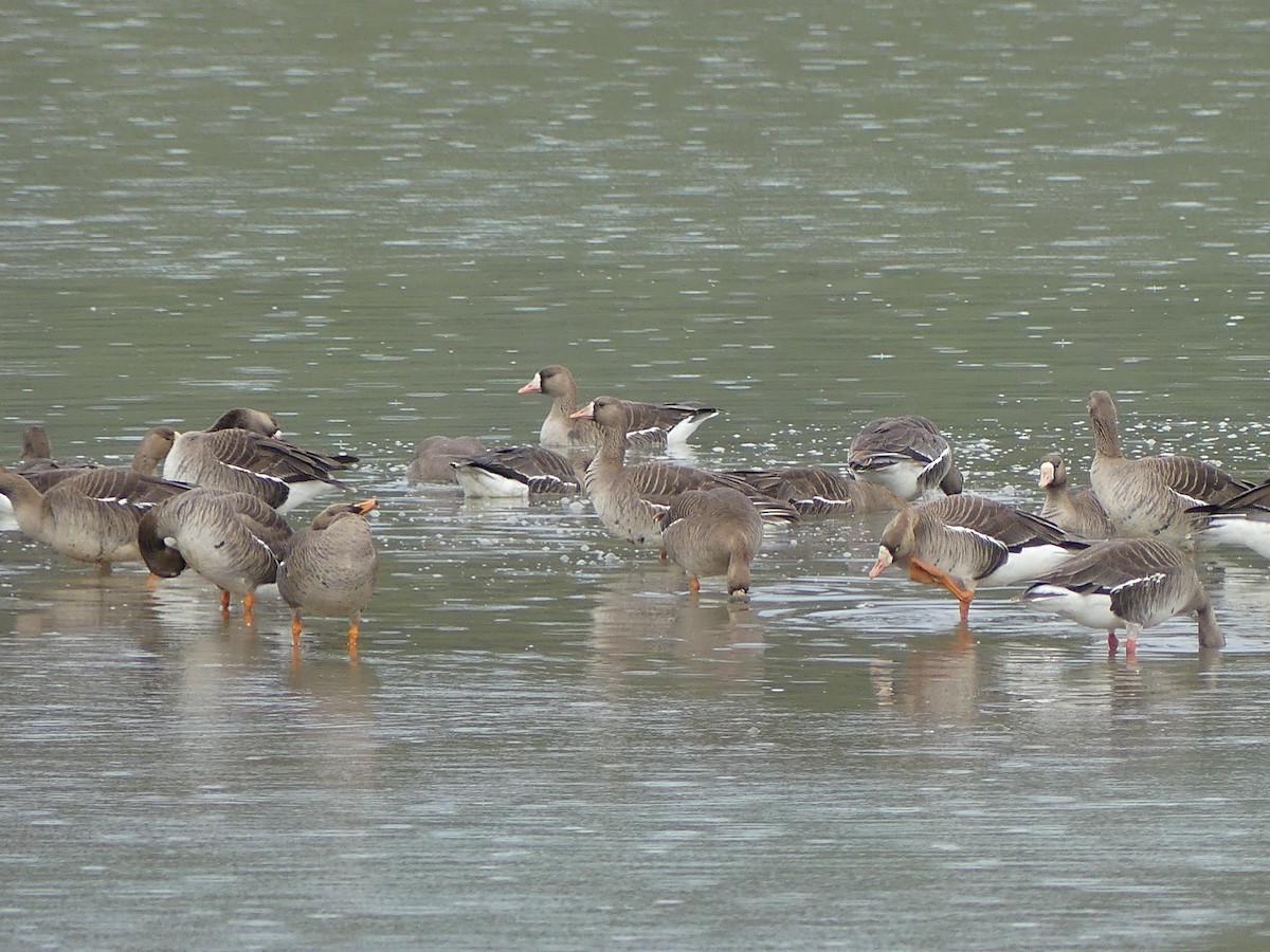 Greater White-fronted Goose - ML618504734
