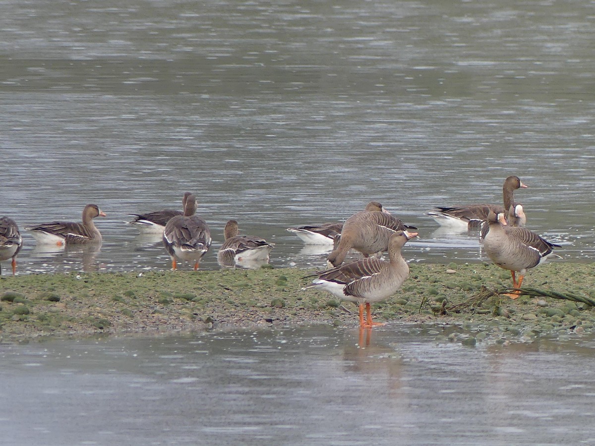 Greater White-fronted Goose - ML618504735