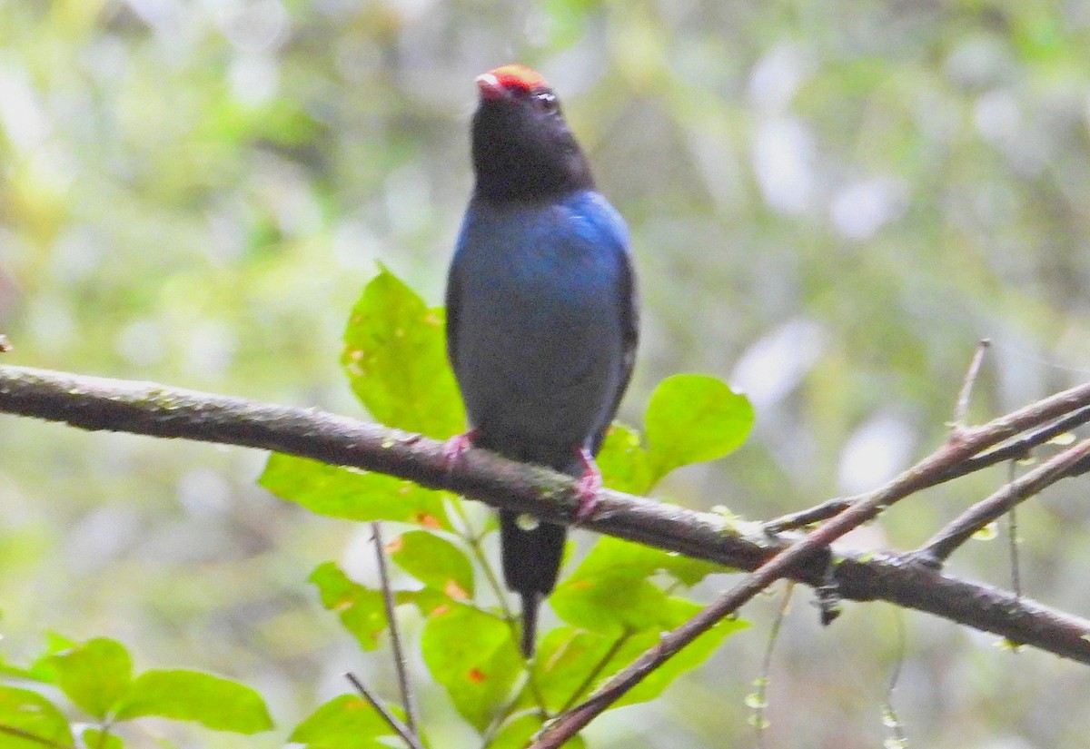 Swallow-tailed Manakin - ML618504777