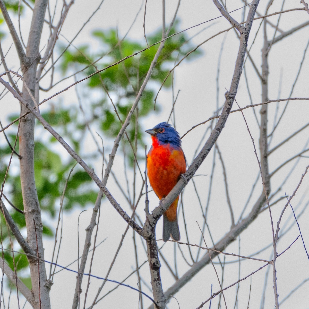 Painted Bunting - ML618504803