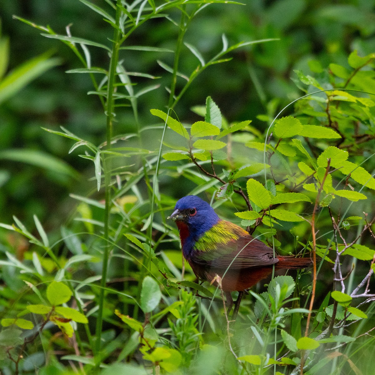 Painted Bunting - ML618504805