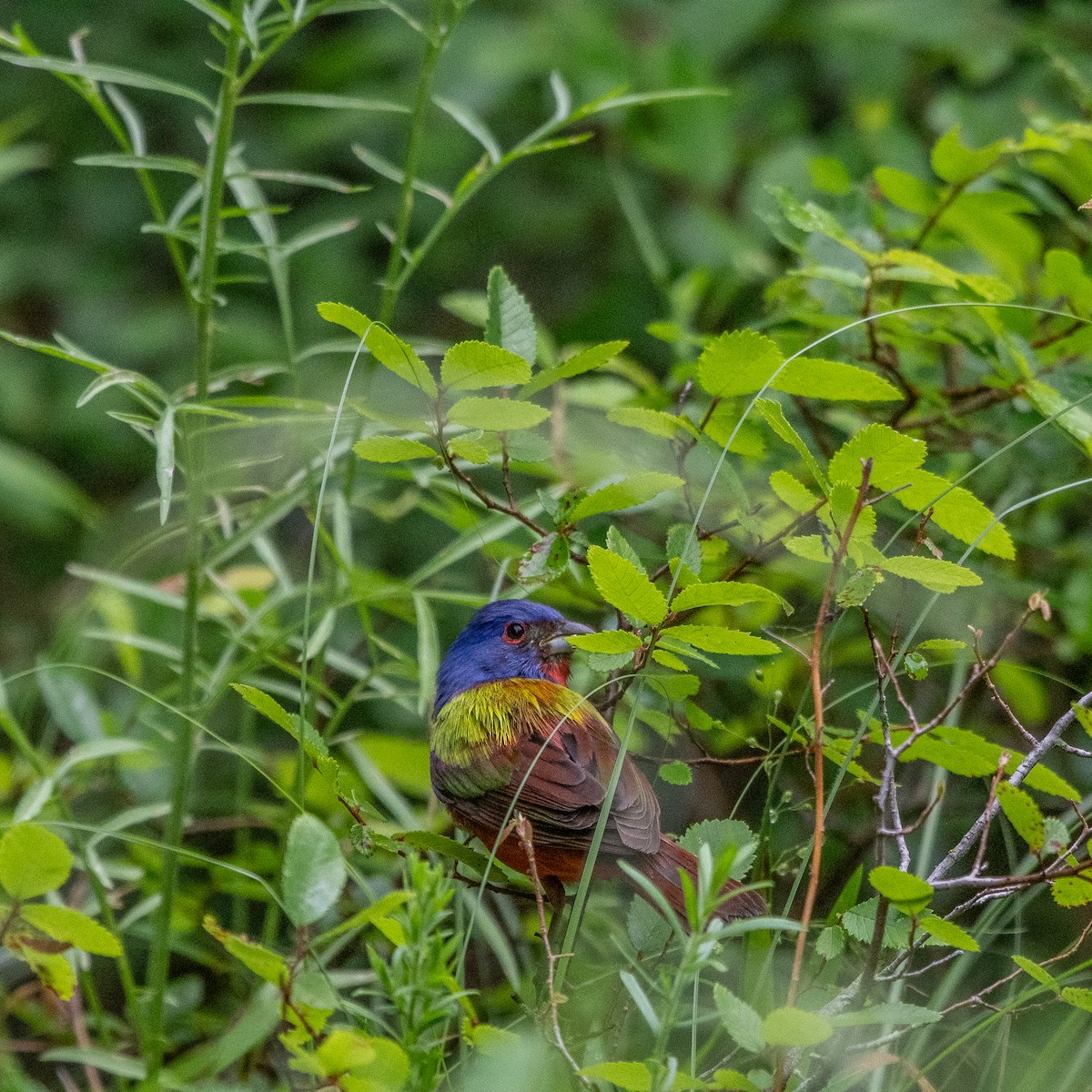 Painted Bunting - ML618504808