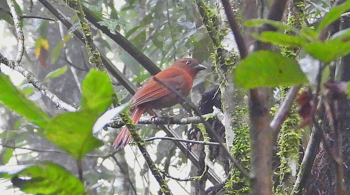 Red-crowned Ant-Tanager - ML618504852