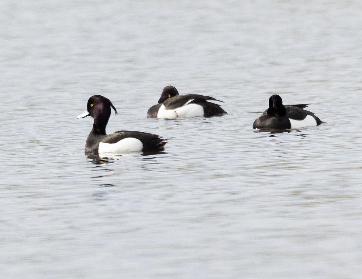 Tufted Duck - ML618504860