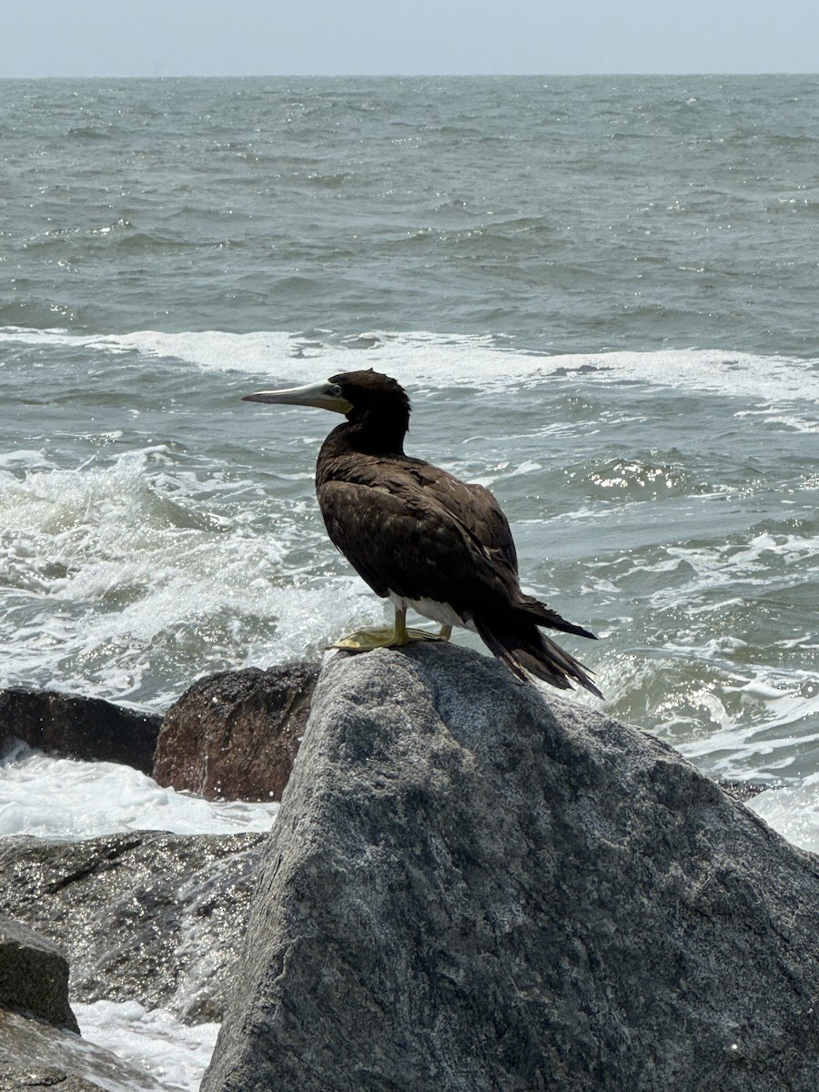 Brown Booby - ML618504886
