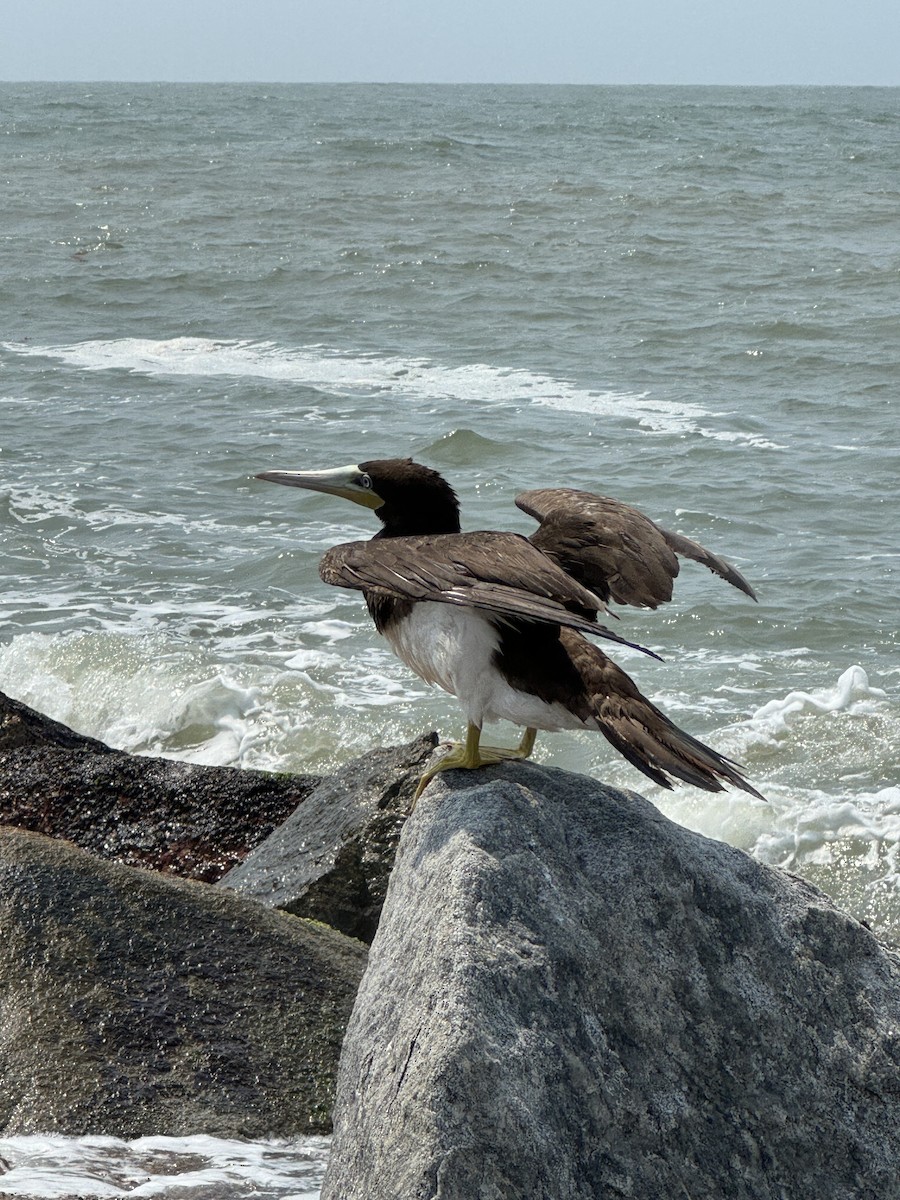 Brown Booby - ML618504888