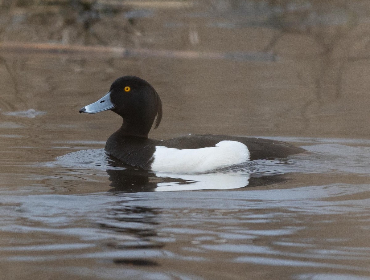 Tufted Duck - ML618504916