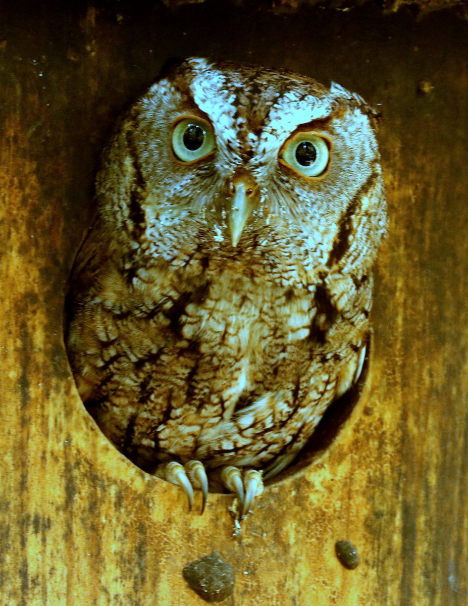 Eastern Screech-Owl - Linda  Fell