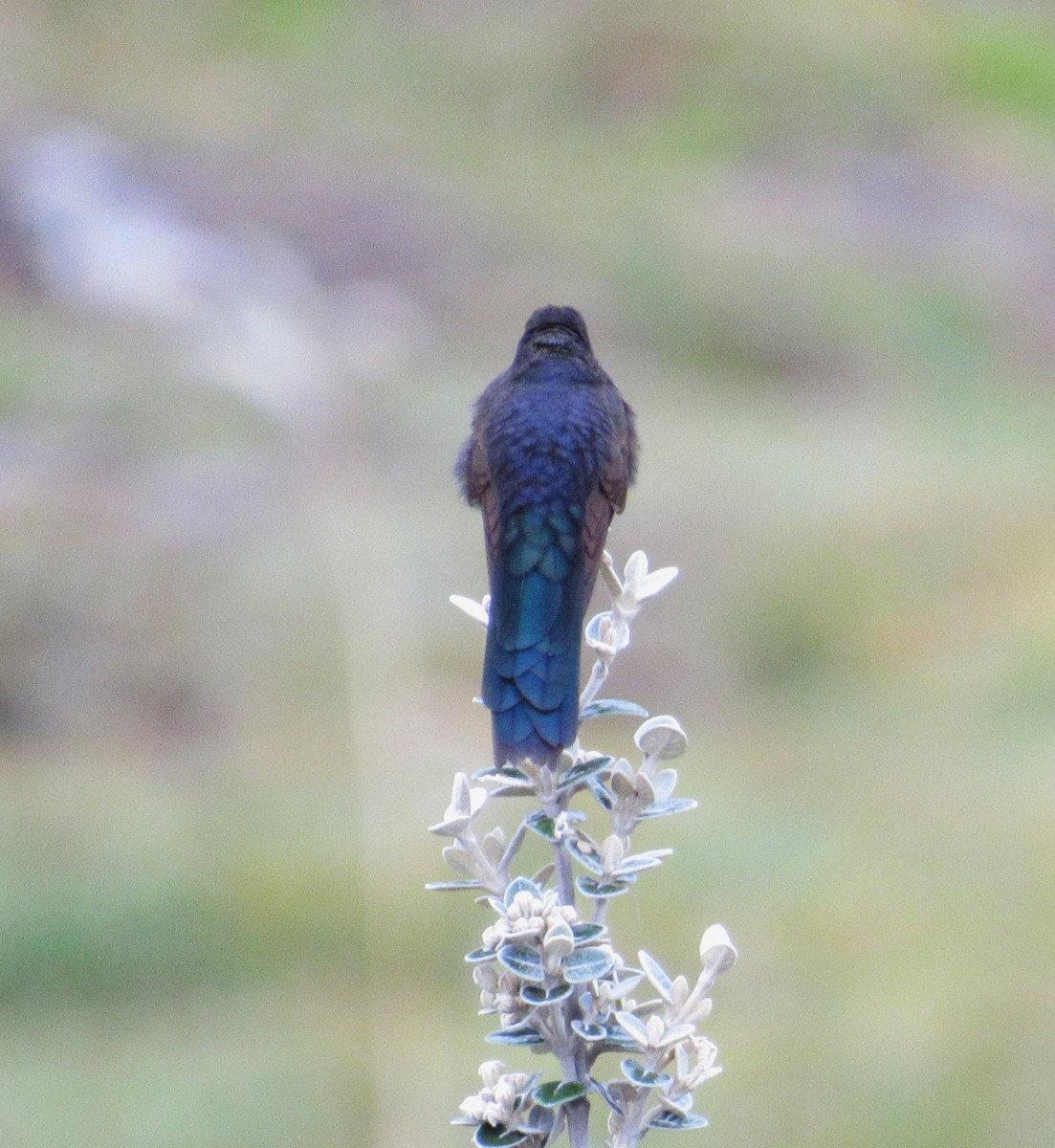 kolibřík modropláštíkový - ML618504934