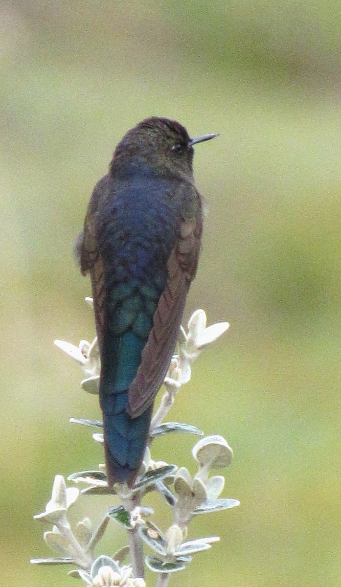 kolibřík modropláštíkový - ML618504935