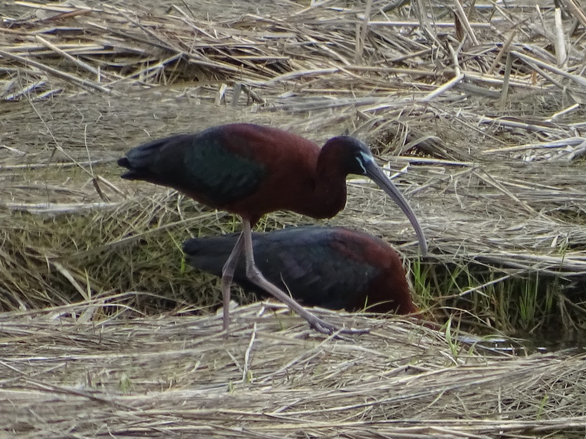 ibis hnědý - ML618504964