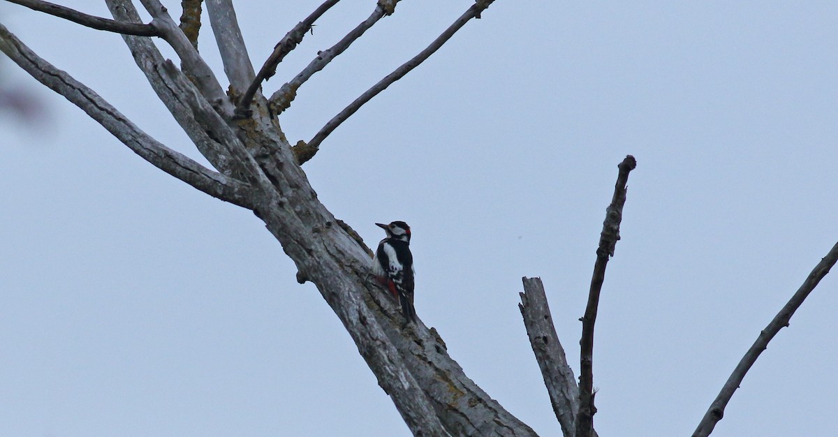 Great Spotted Woodpecker - ML618504968