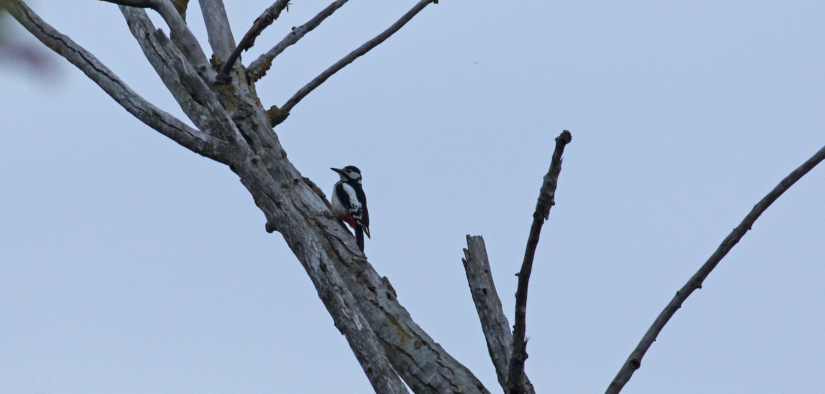 Great Spotted Woodpecker - Andrew Steele