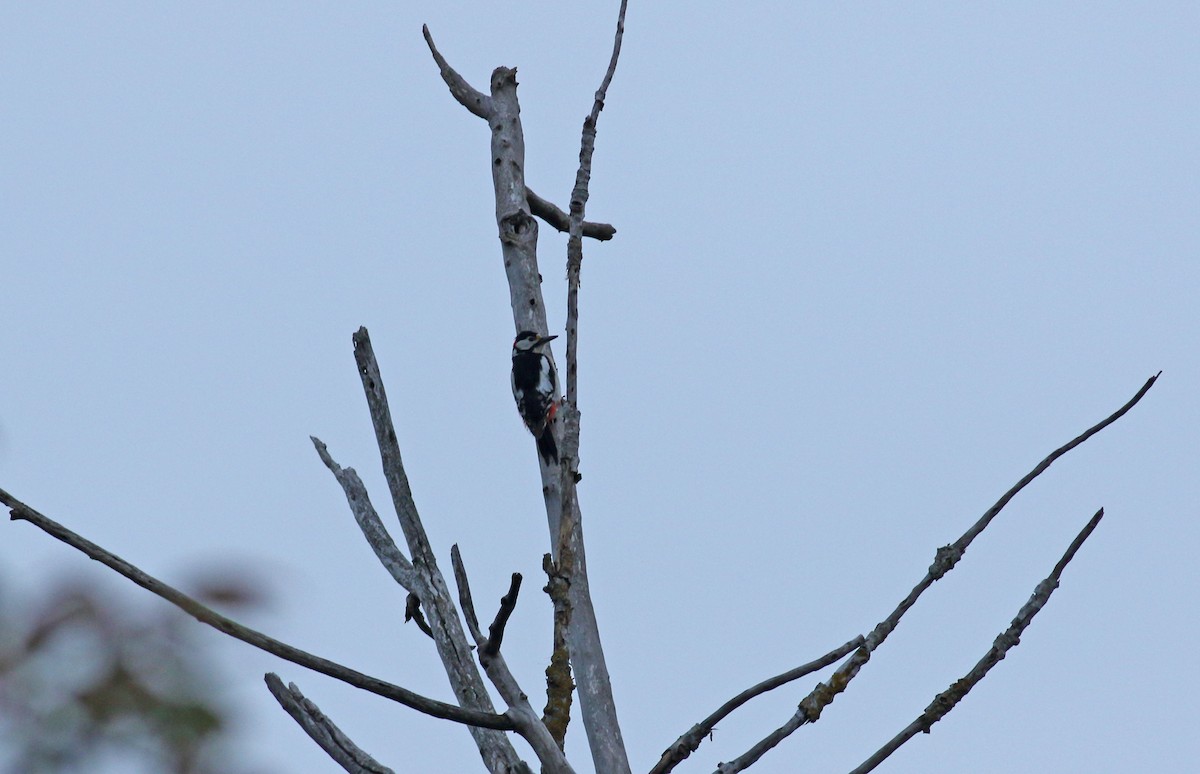Great Spotted Woodpecker - Andrew Steele