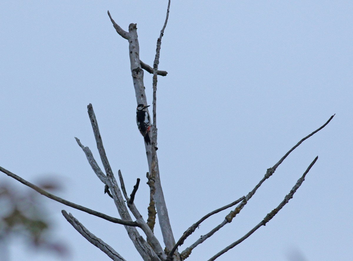 Great Spotted Woodpecker - ML618504972
