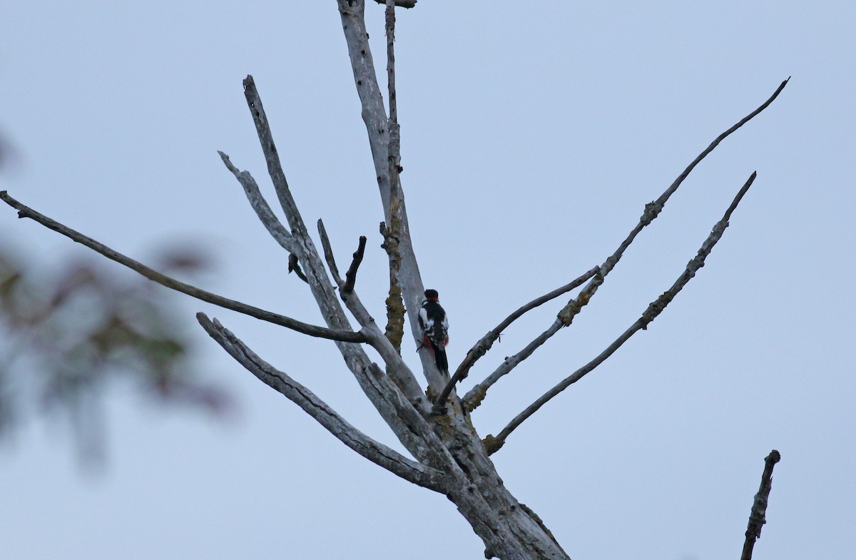 Great Spotted Woodpecker - ML618504973