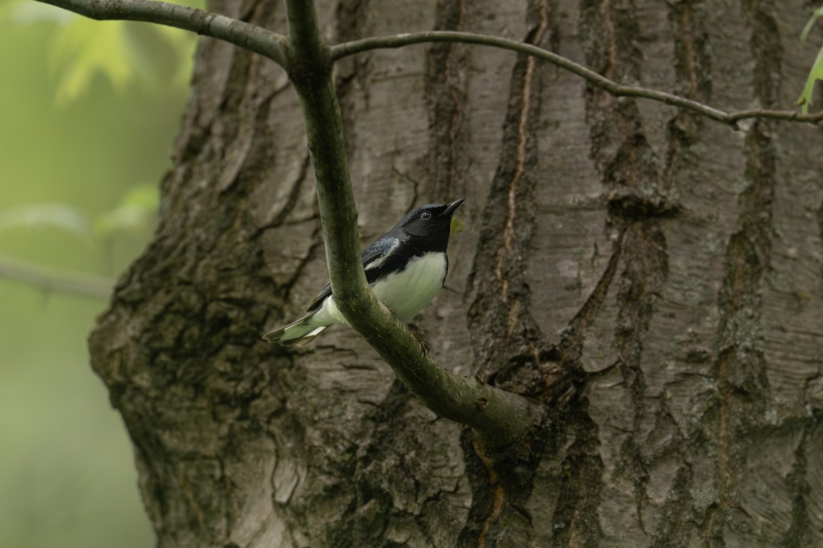 Black-throated Blue Warbler - ML618504989