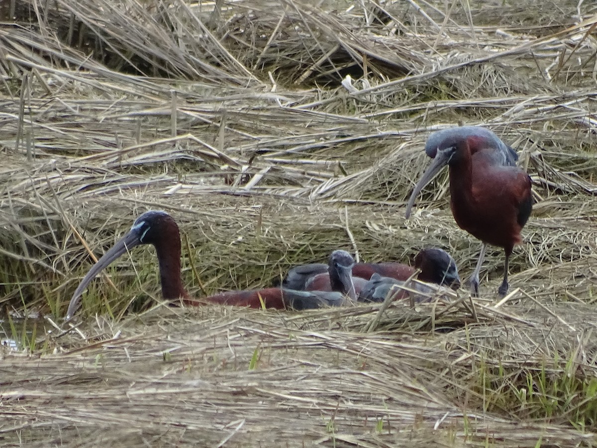 ibis hnědý - ML618504998