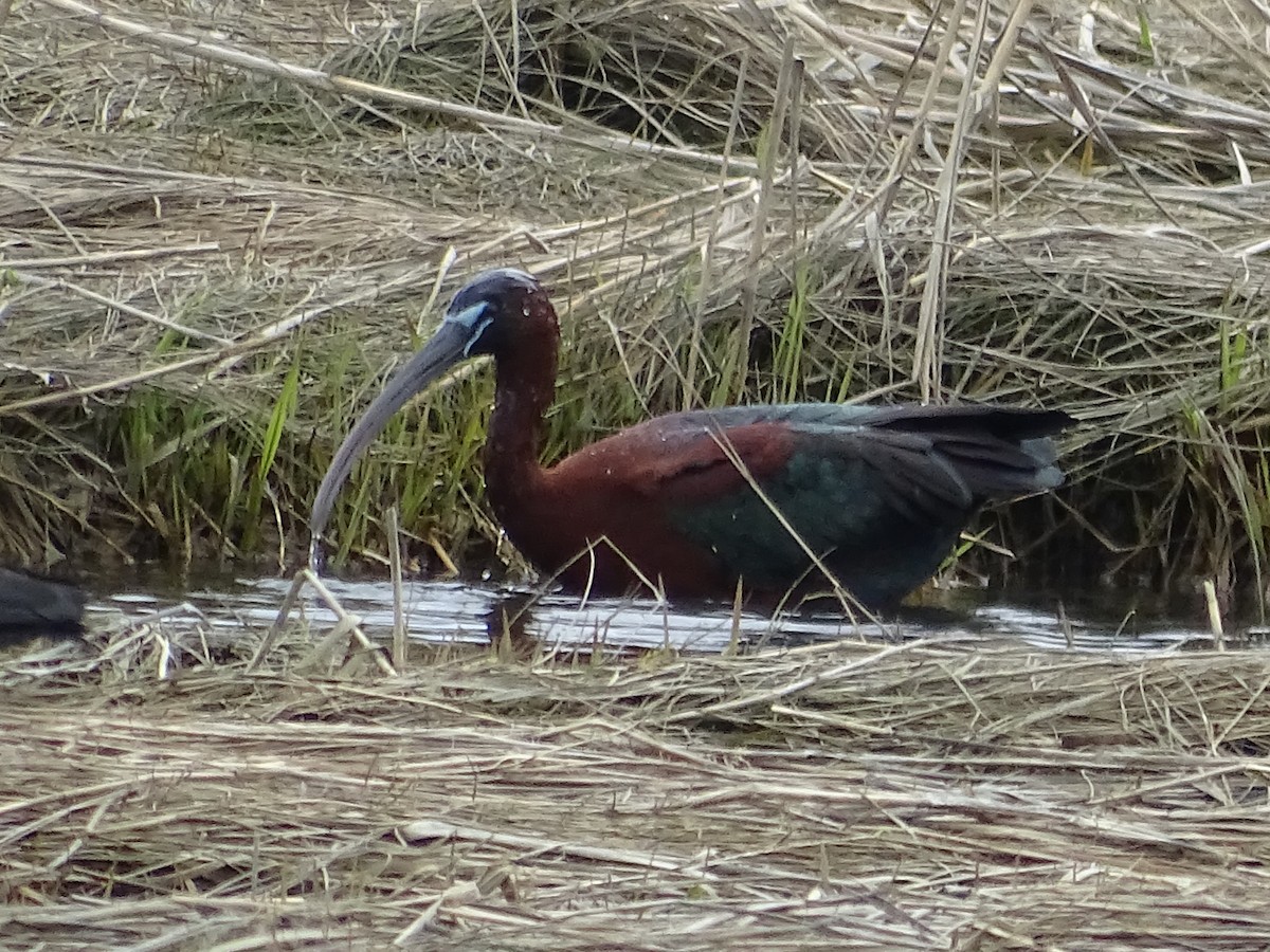 ibis hnědý - ML618505011