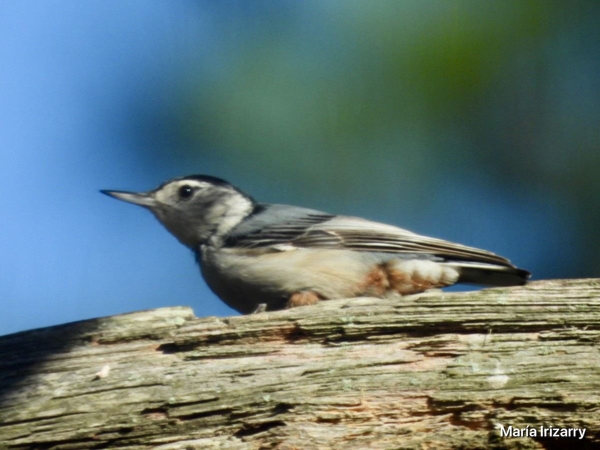 White-breasted Nuthatch - ML618505019