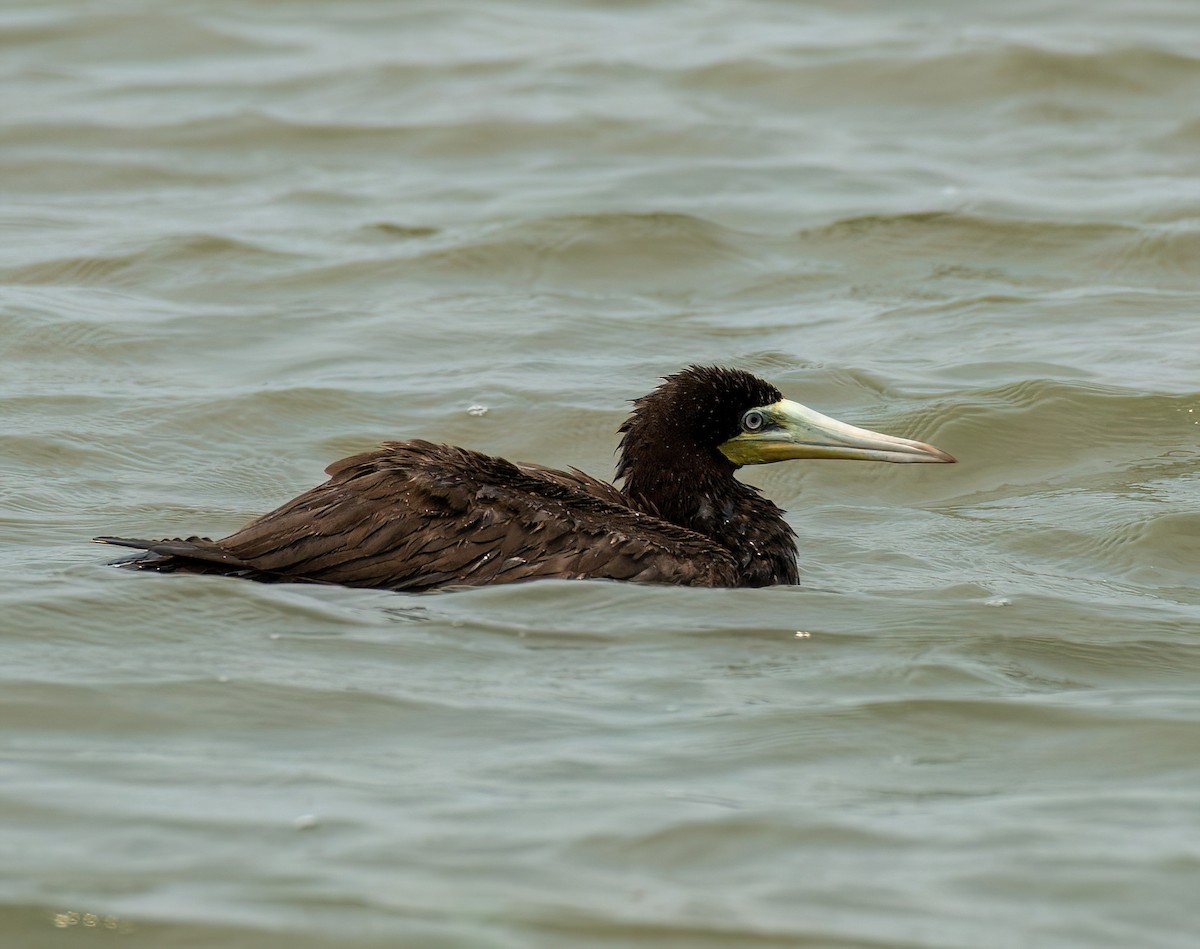 Brown Booby - ML618505057