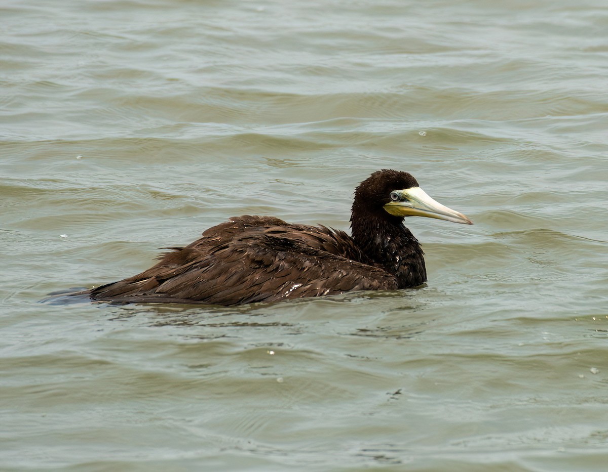 Brown Booby - ML618505058