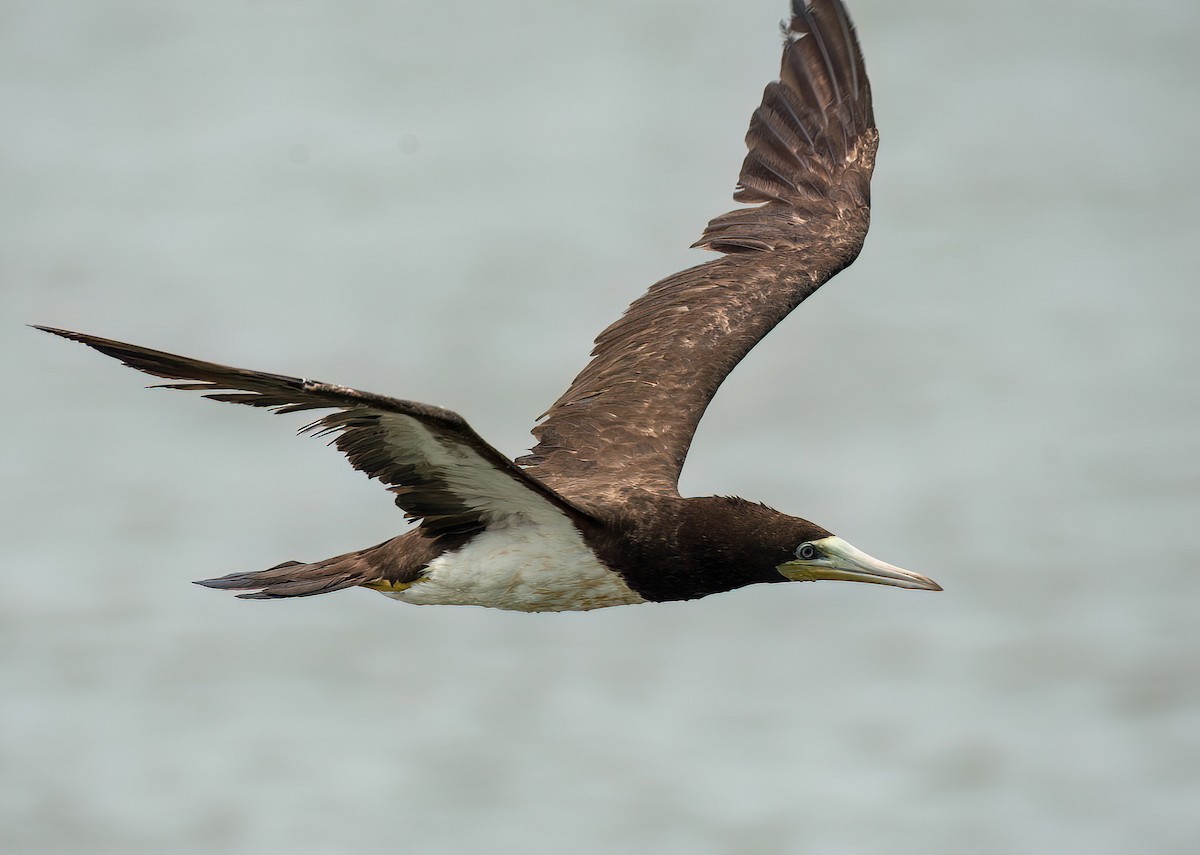 Brown Booby - ML618505059