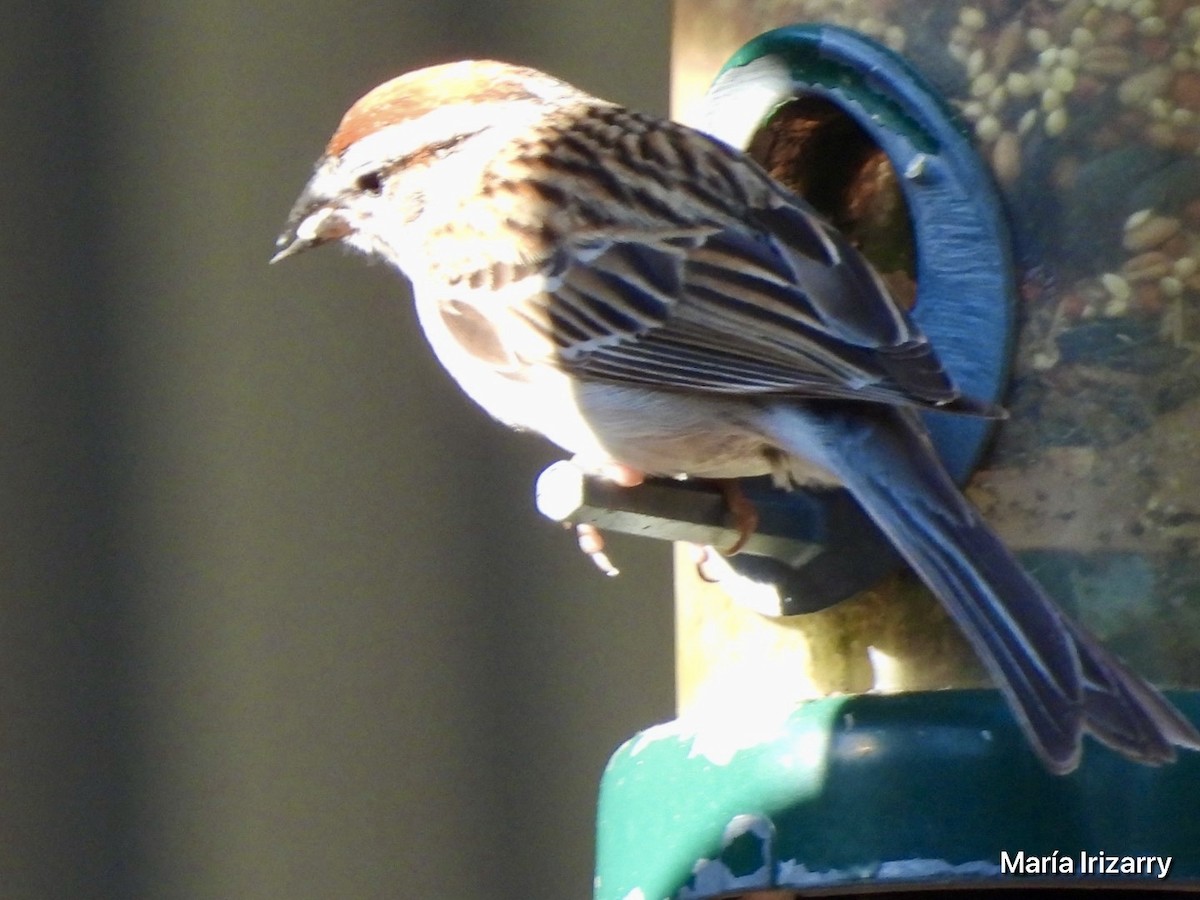 Chipping Sparrow - ML618505068