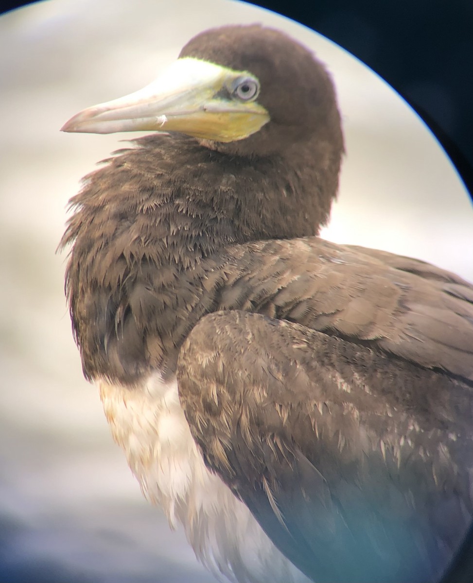 Brown Booby - ML618505084