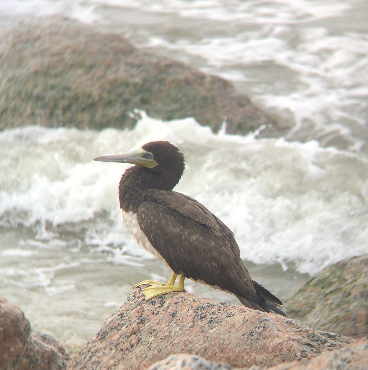 Brown Booby - ML618505085