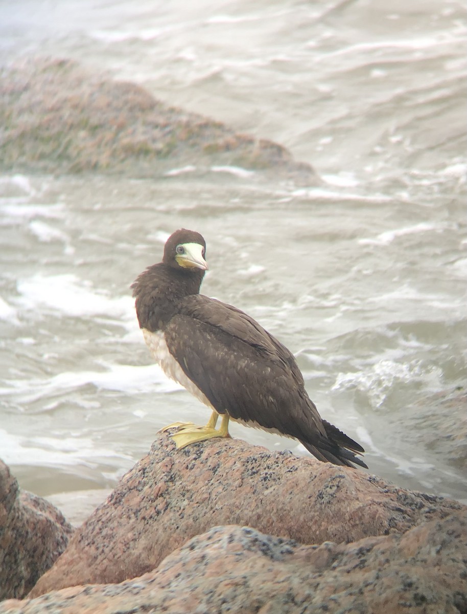 Brown Booby - ML618505086