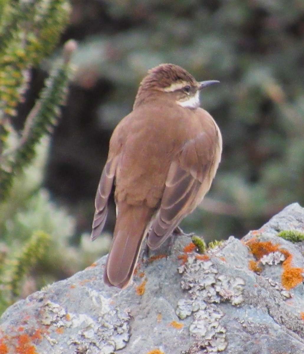Chestnut-winged Cinclodes - ML618505093