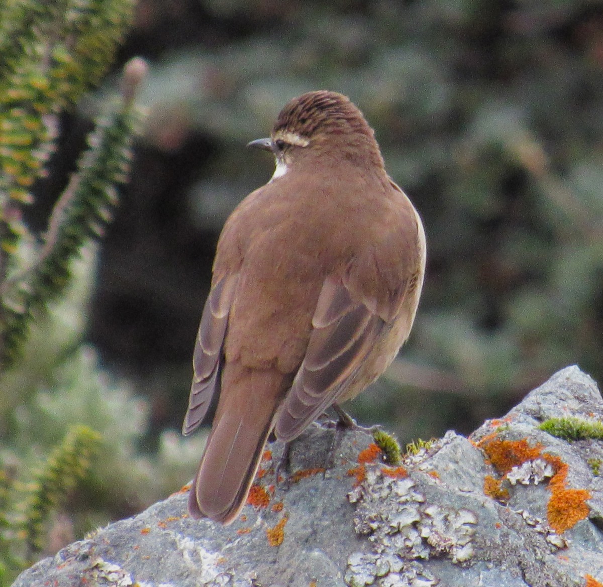 Chestnut-winged Cinclodes - ML618505100
