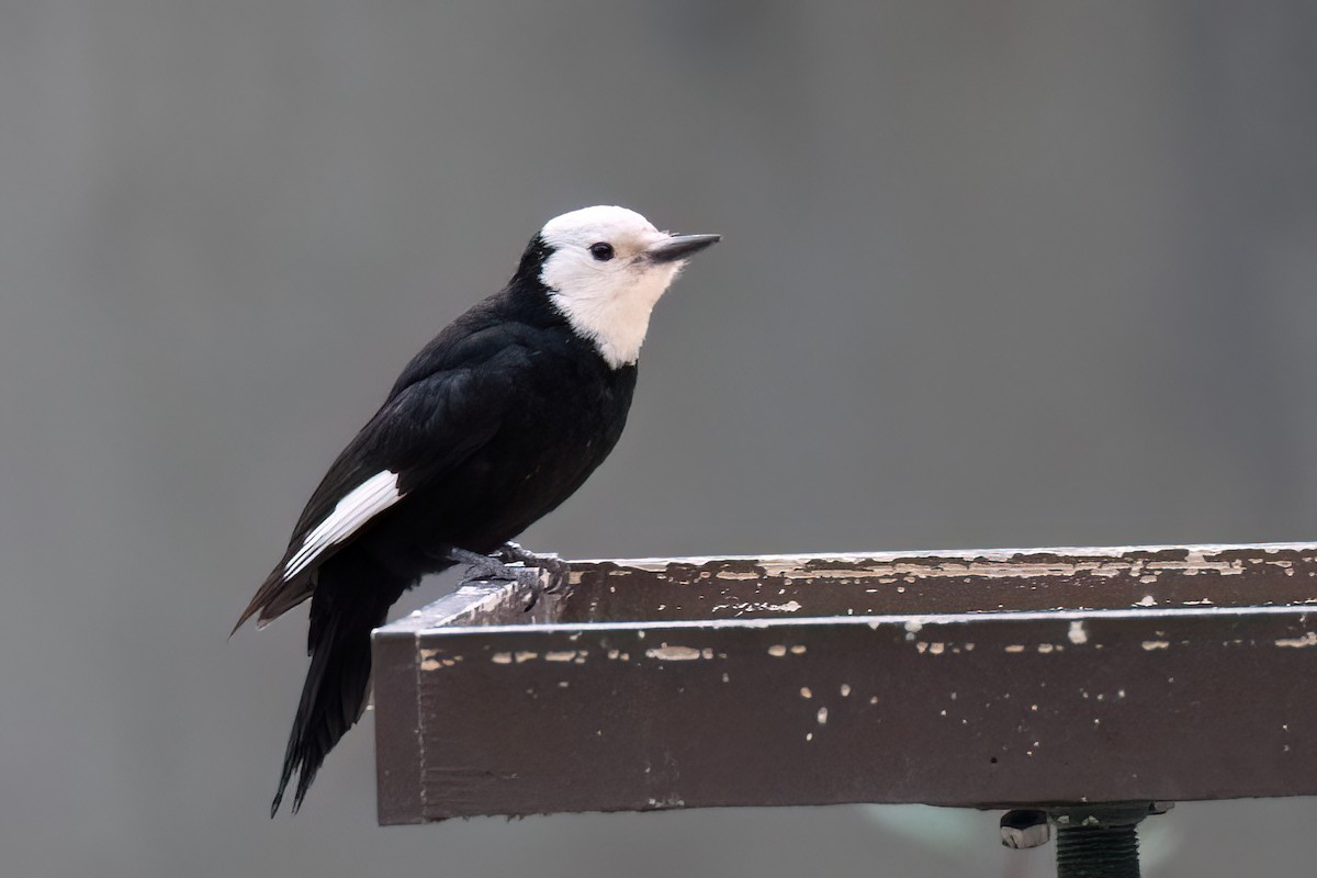 White-headed Woodpecker - ML618505131