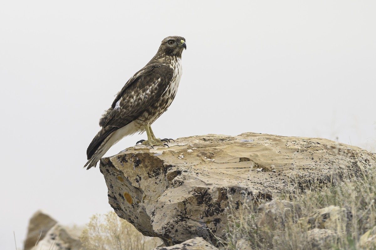 Red-tailed Hawk - ML618505133