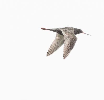 Spotted Redshank - ML618505194