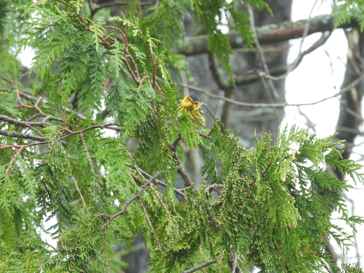 Cape May Warbler - ML618505207