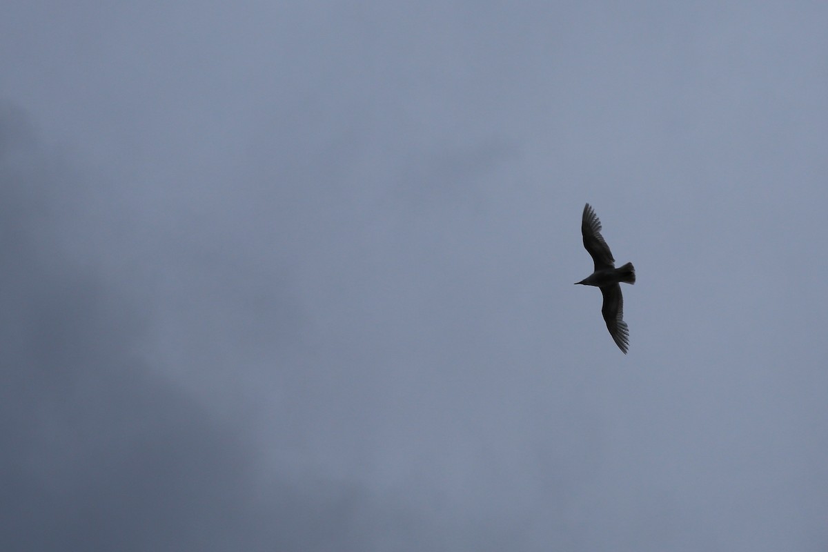 Herring x Glaucous-winged Gull (hybrid) - ML618505229