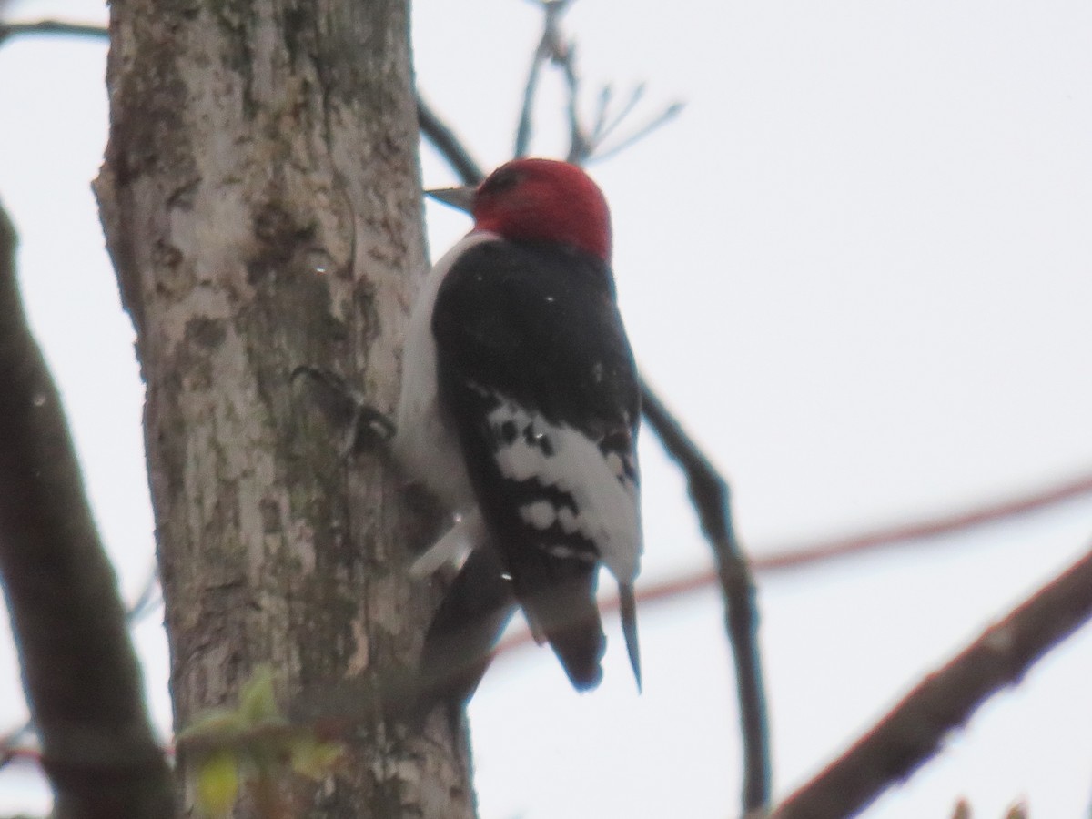 Red-headed Woodpecker - ML618505277