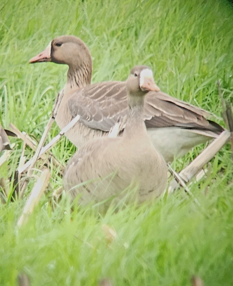 Greater White-fronted Goose - ML618505289