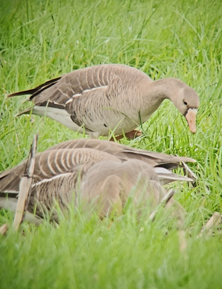 Greater White-fronted Goose - ML618505290