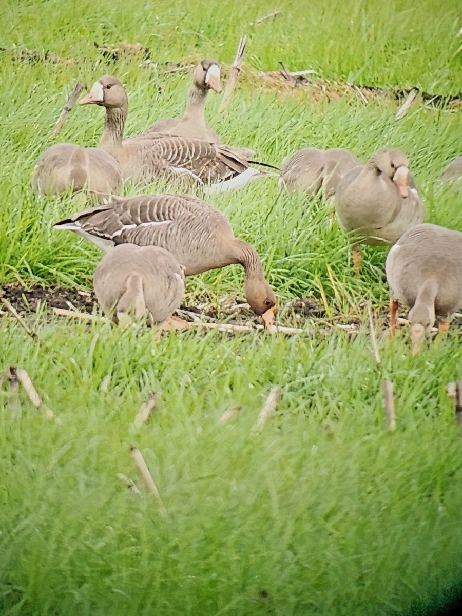 Greater White-fronted Goose - ML618505291