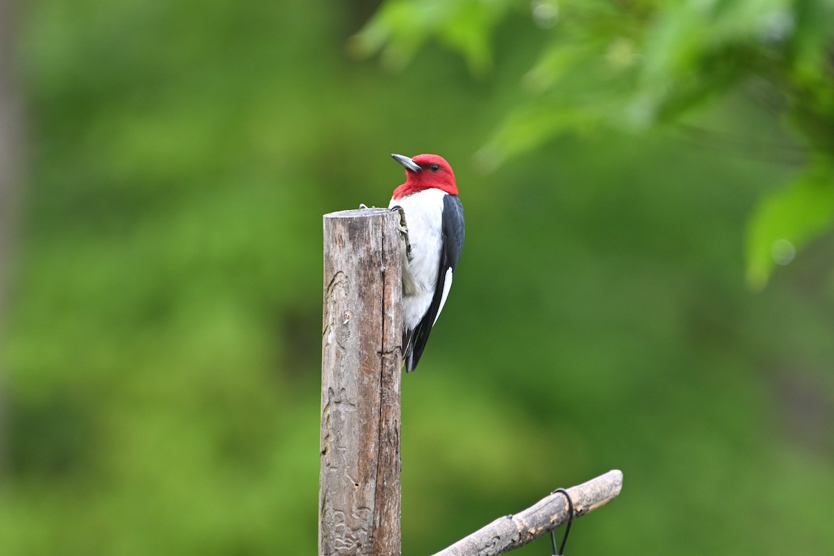 Red-headed Woodpecker - Donald Casavecchia