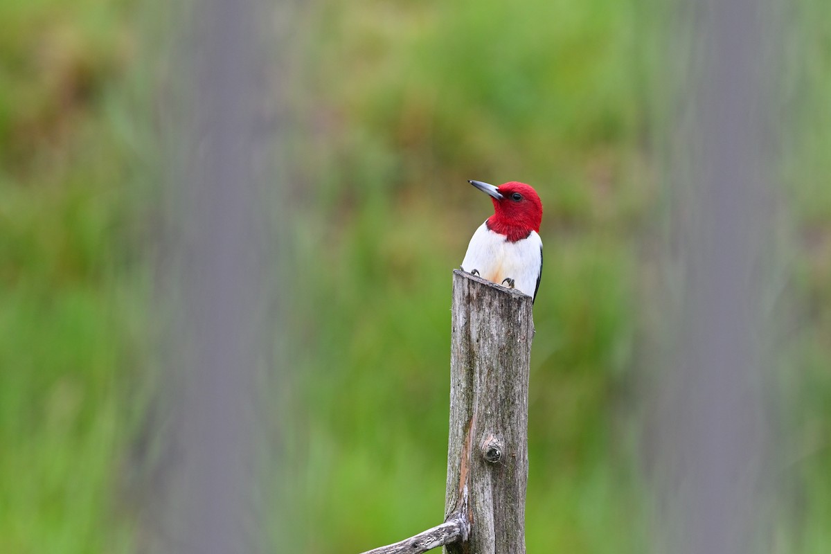 Red-headed Woodpecker - ML618505336
