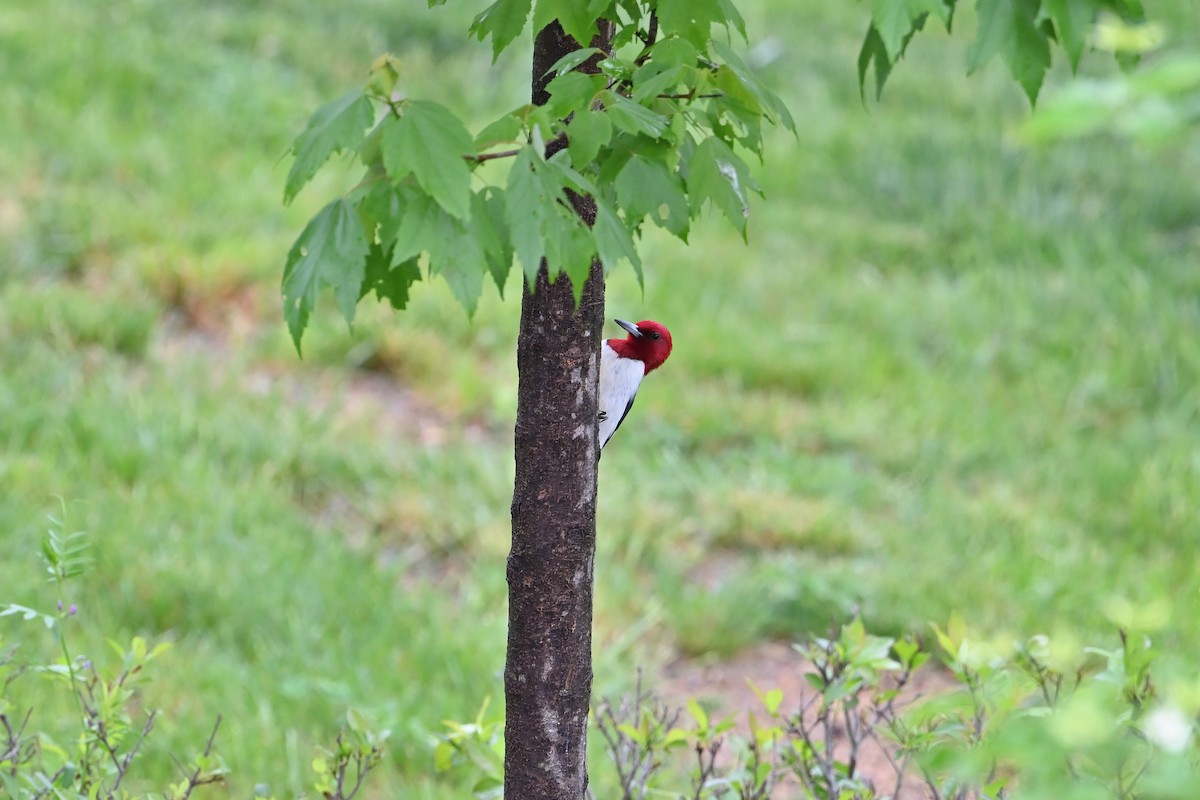 Red-headed Woodpecker - ML618505337