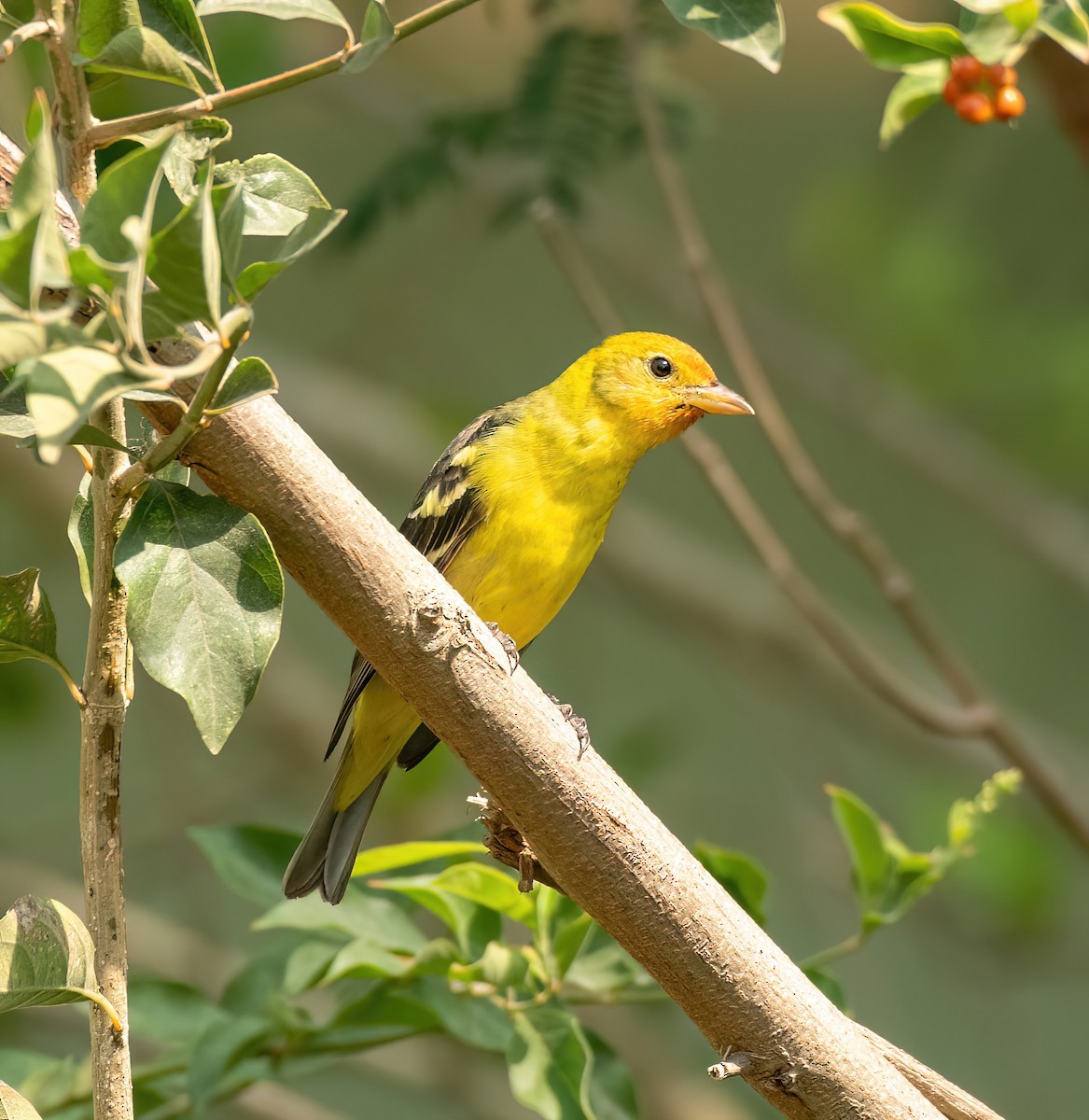 Western Tanager - ML618505338