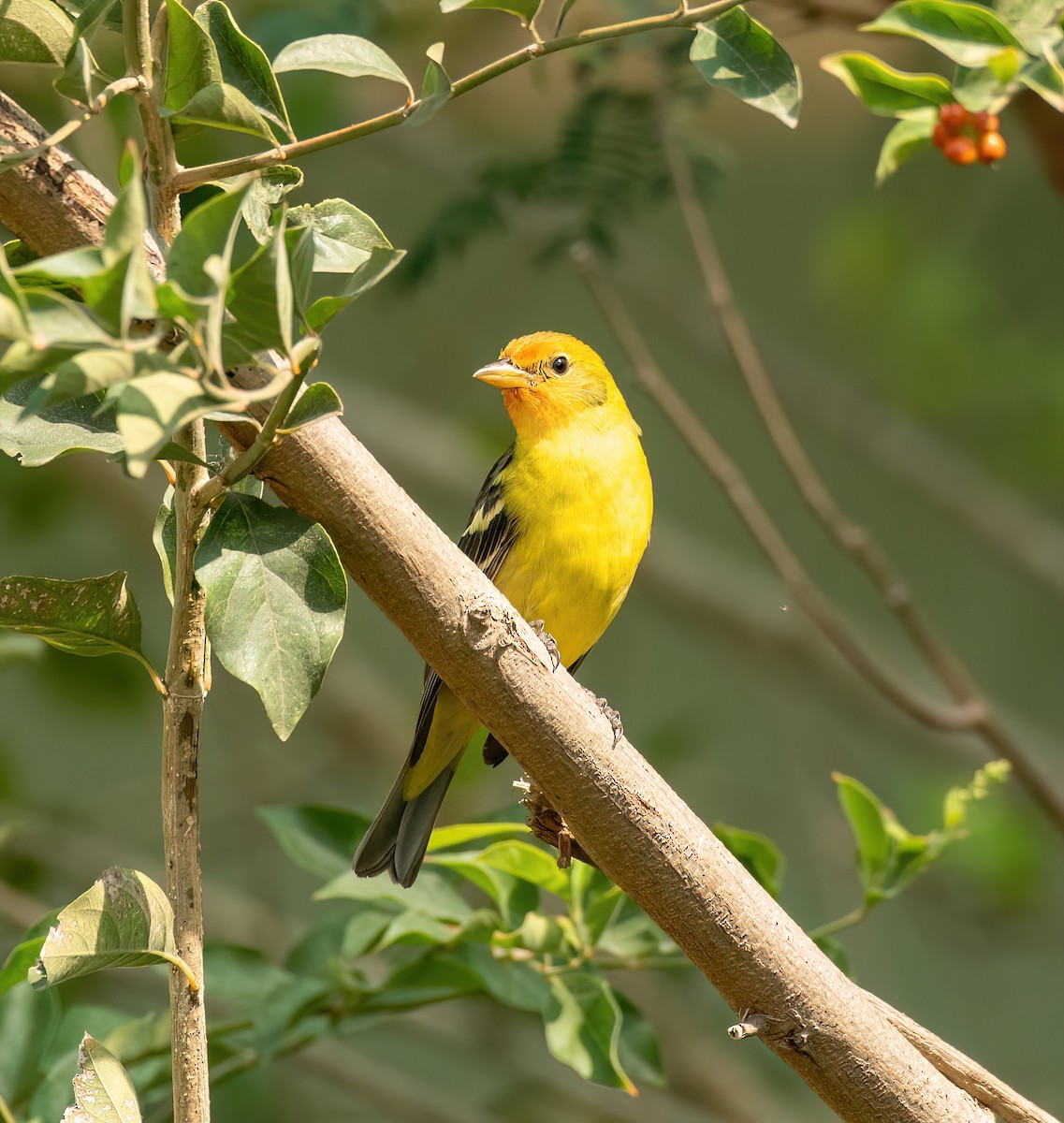 Western Tanager - ML618505339